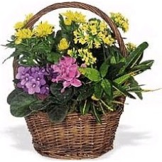 Sympathy basket (Curated)